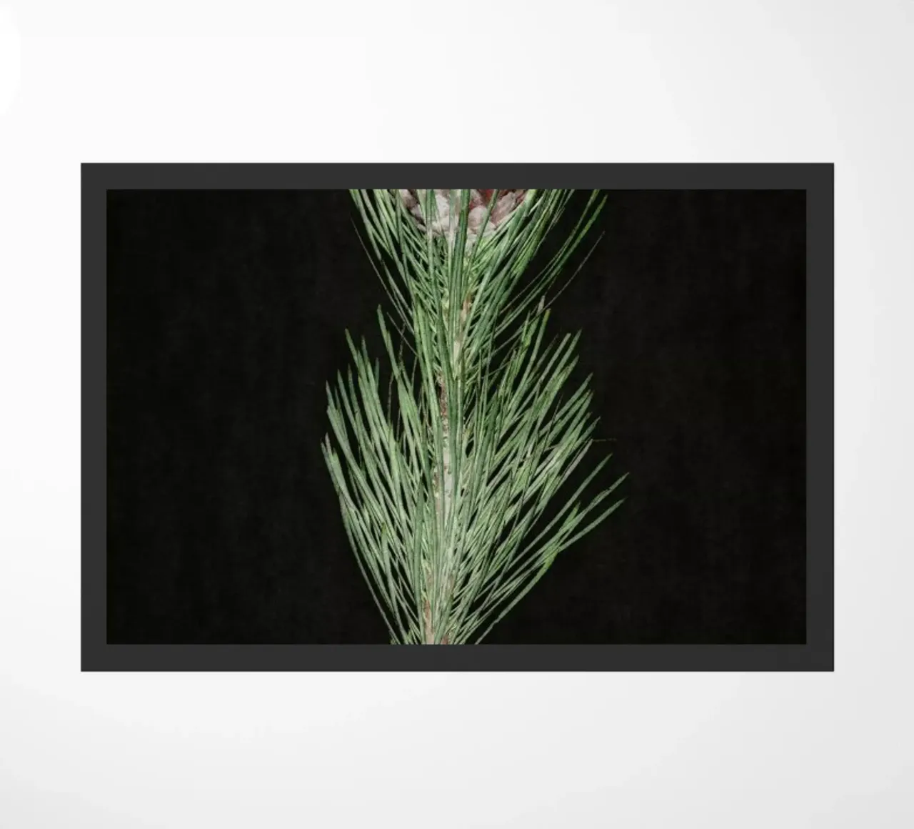 Fynbos Protea zerbino da Shot By Clint