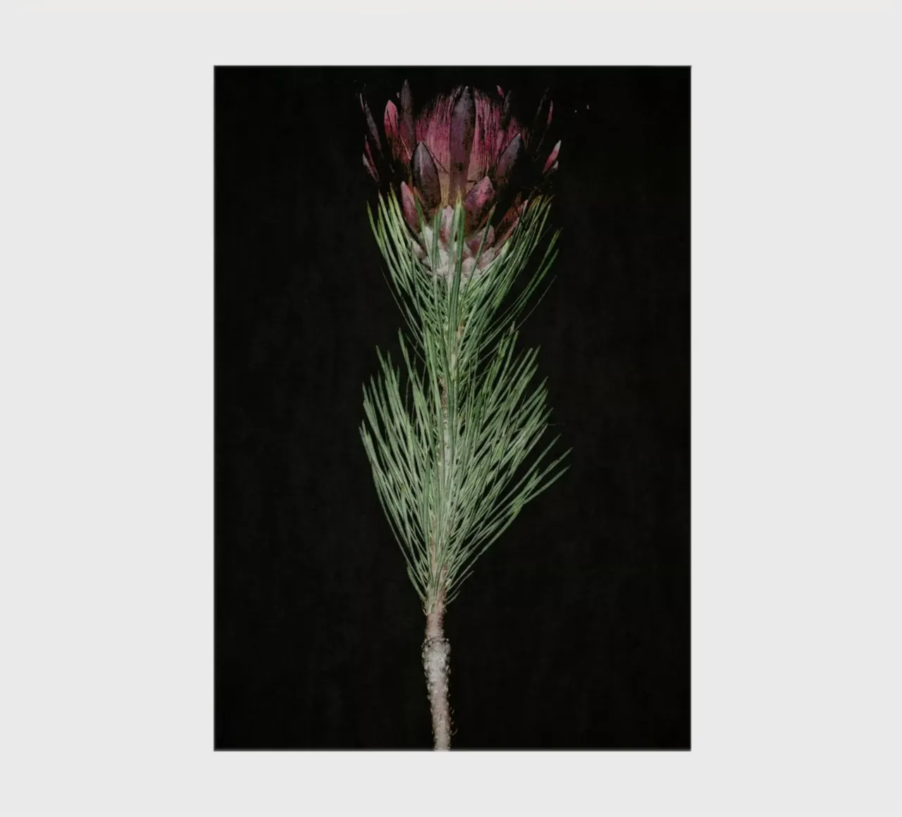 Fynbos Protea notebook by Shot By Clint