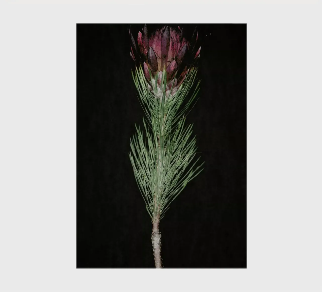 Fynbos Protea notebook by Shot By Clint