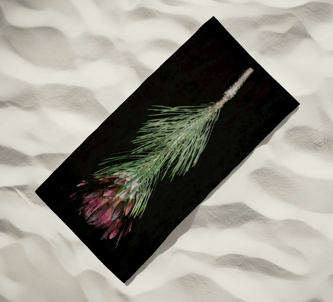 Fynbos Protea telo mare da Shot By Clint