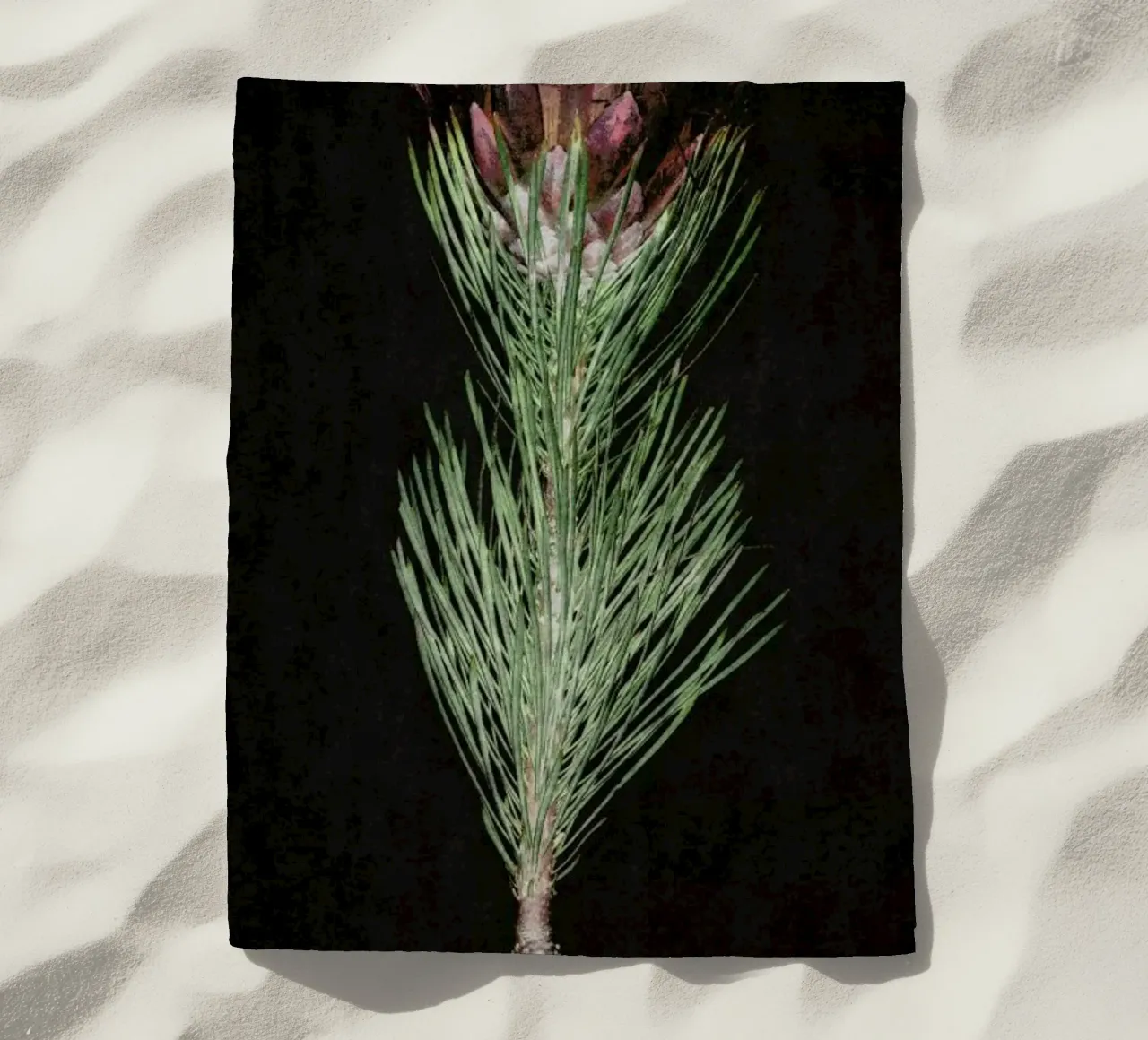 Fynbos Protea telo mare da Shot By Clint