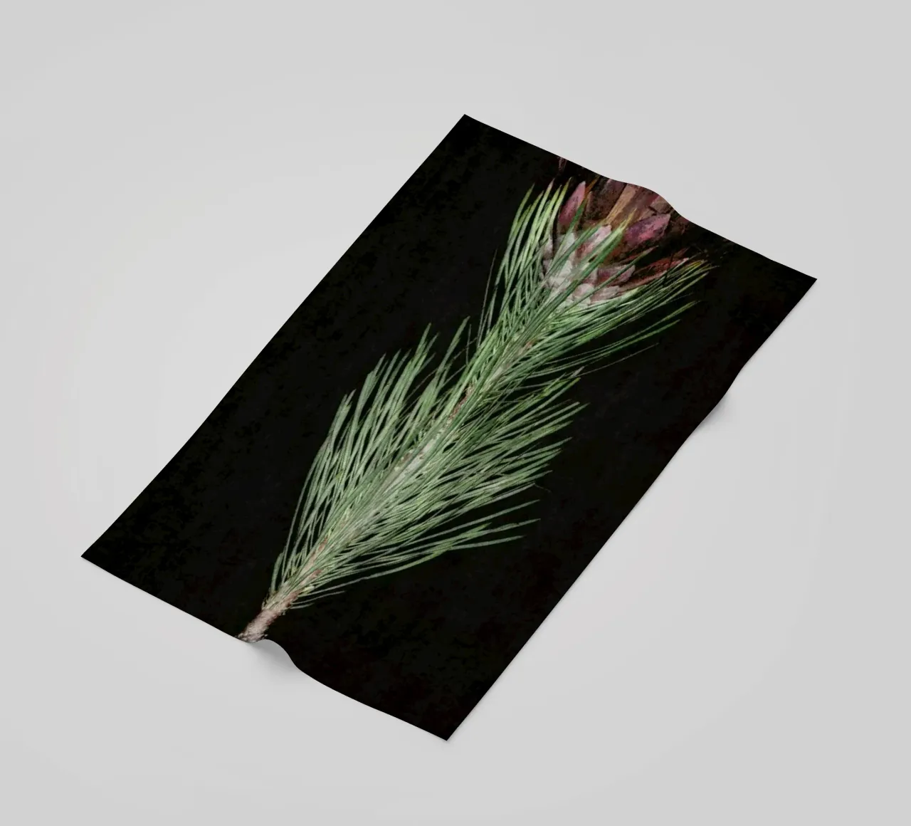 Fynbos Protea telo mare da Shot By Clint