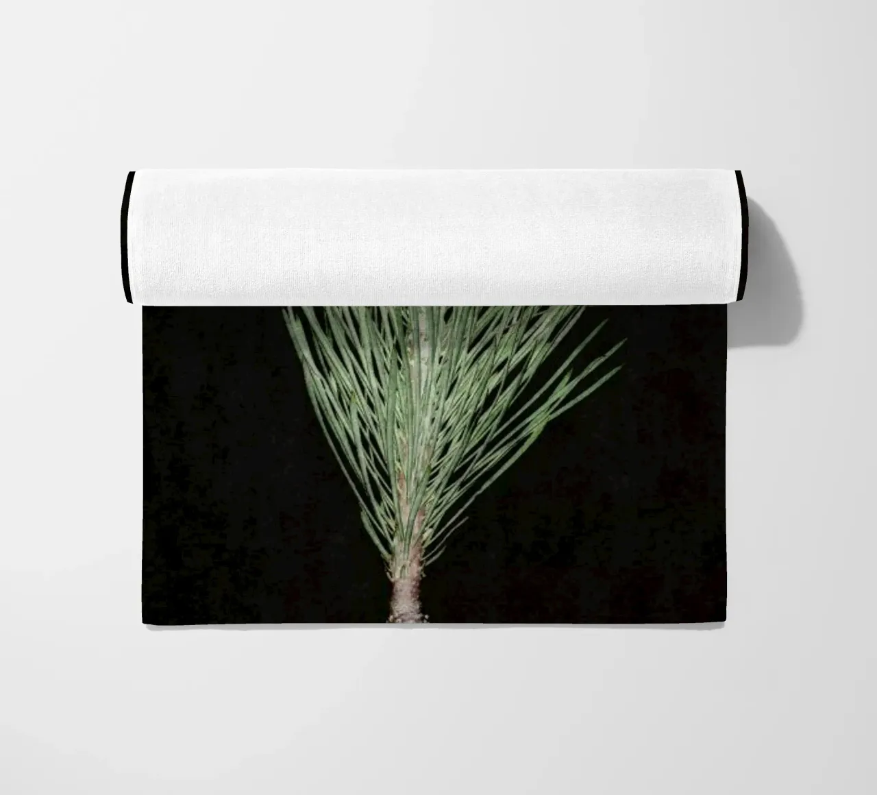 Fynbos Protea telo mare da Shot By Clint