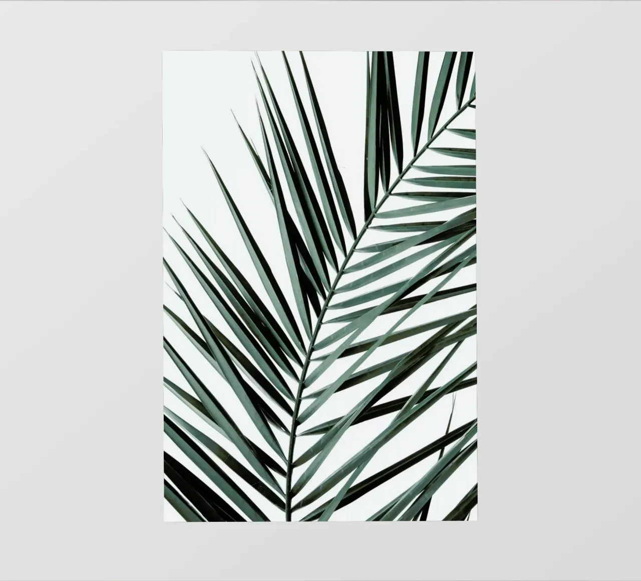 Phoenix pellicola backlit da Shot By Clint