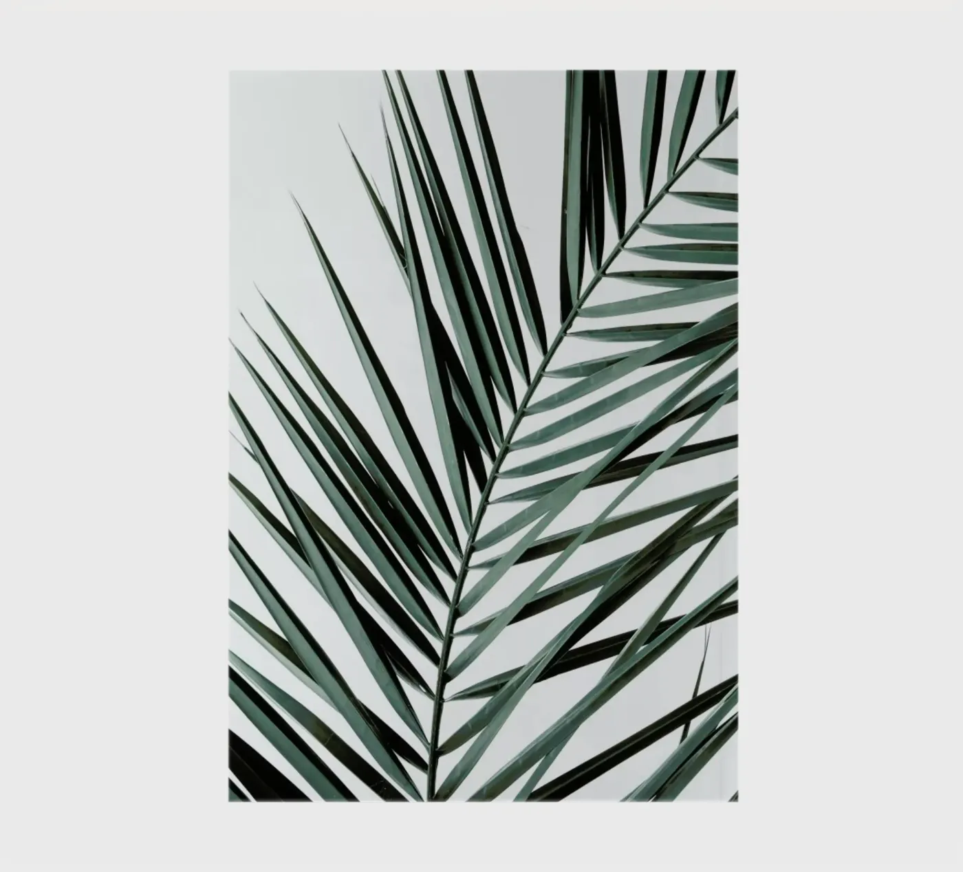 Phoenix notebook by Shot By Clint