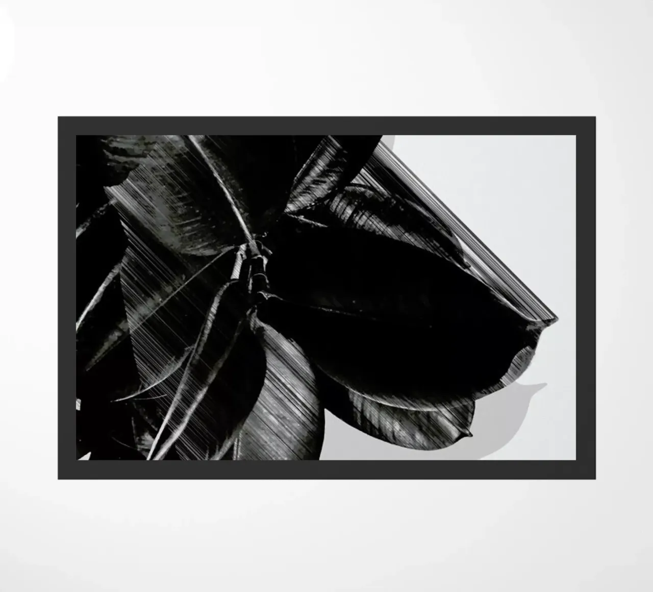 We Crush zerbino da Adam Priester