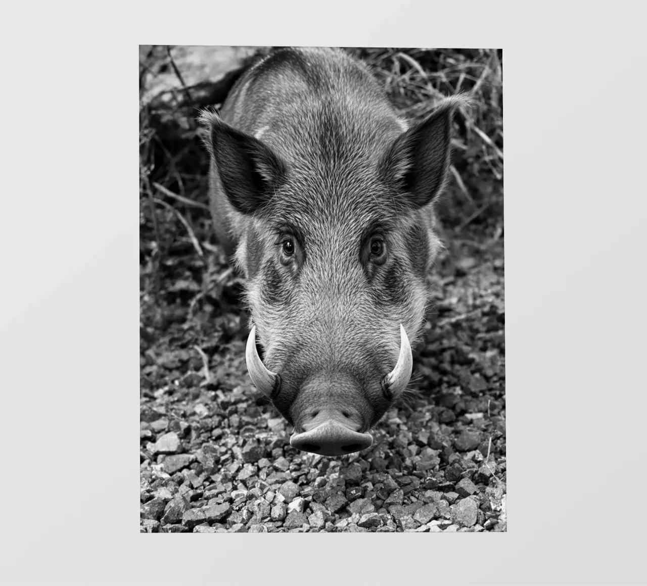 Cinghiale faccia a faccia telo in pvc da Art-Travel