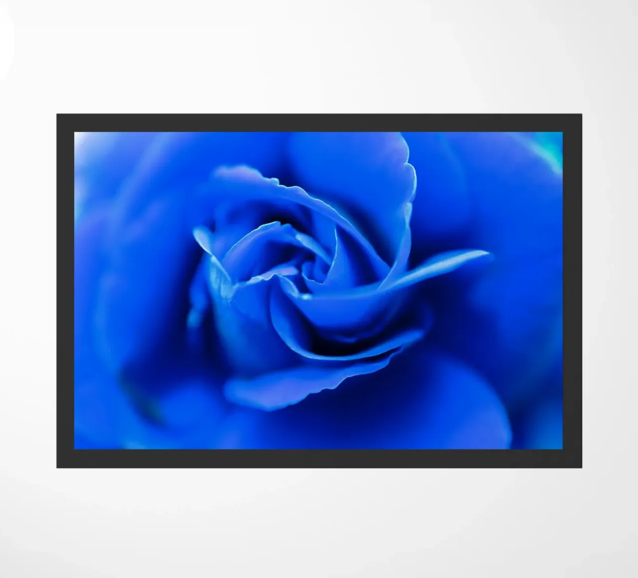 Flora 10 zerbino da rafael campezato