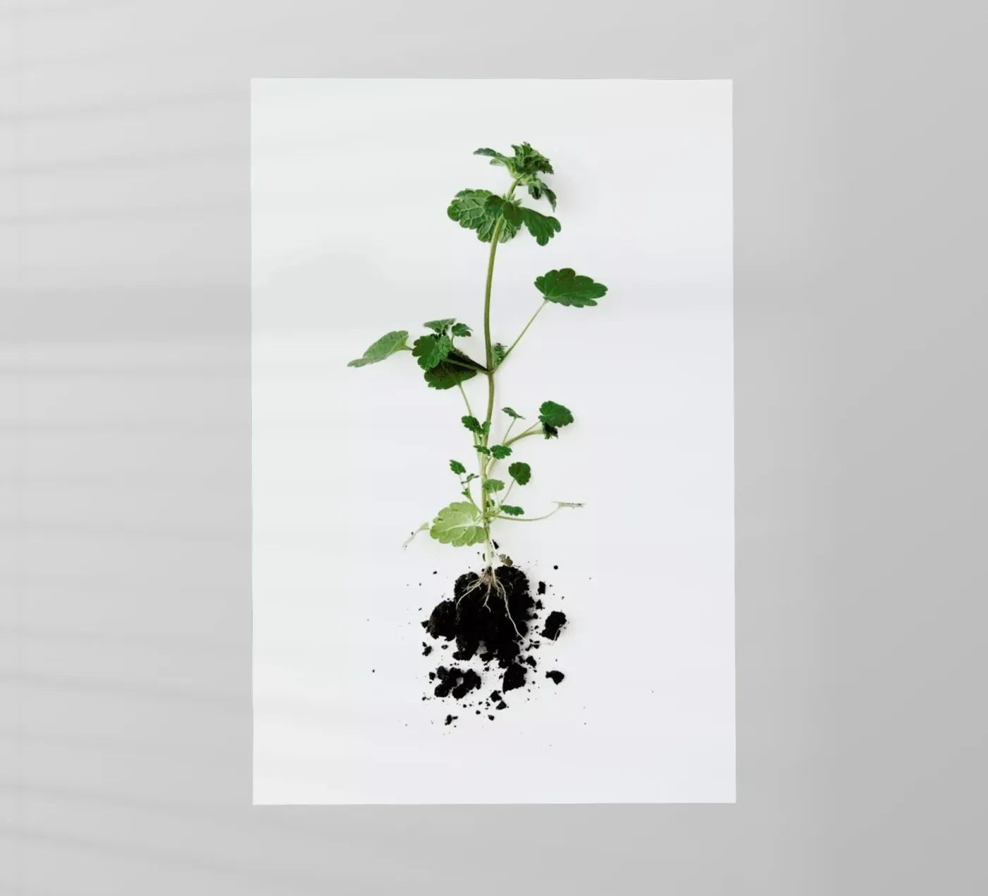 Root pellicola backlit da Miles of Light