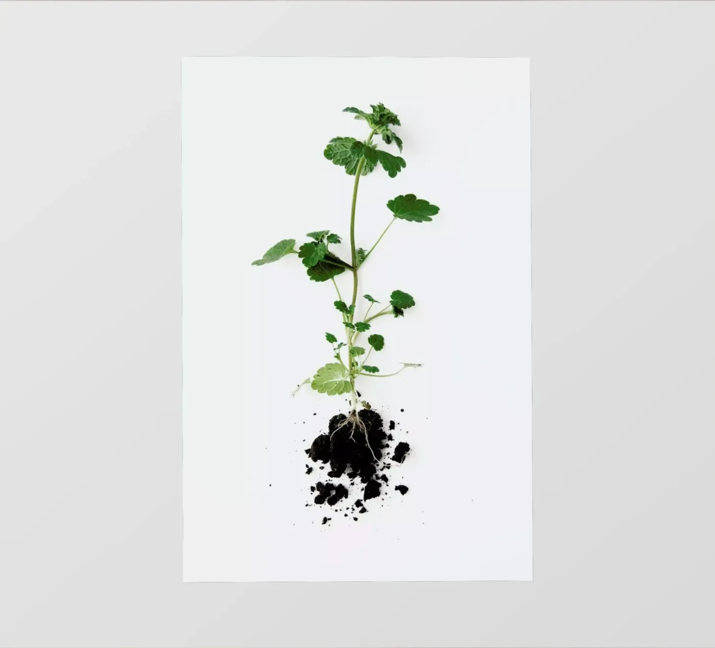 Root bâche pvc de Miles of Light