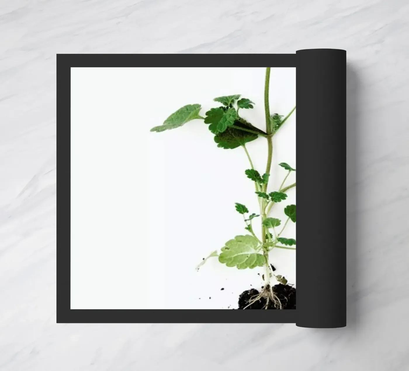 Root zerbino da Miles of Light