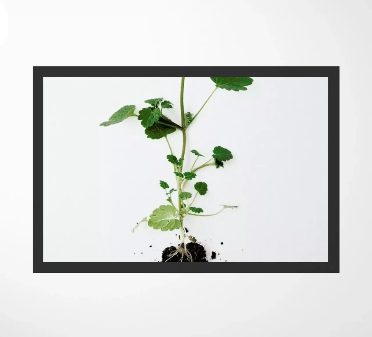 Root Fußmatte von Miles of Light