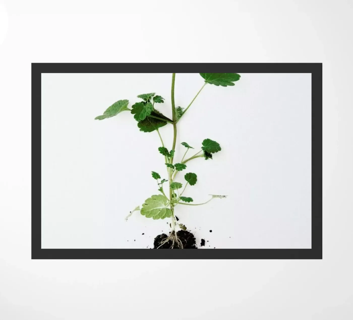 Root zerbino da Miles of Light