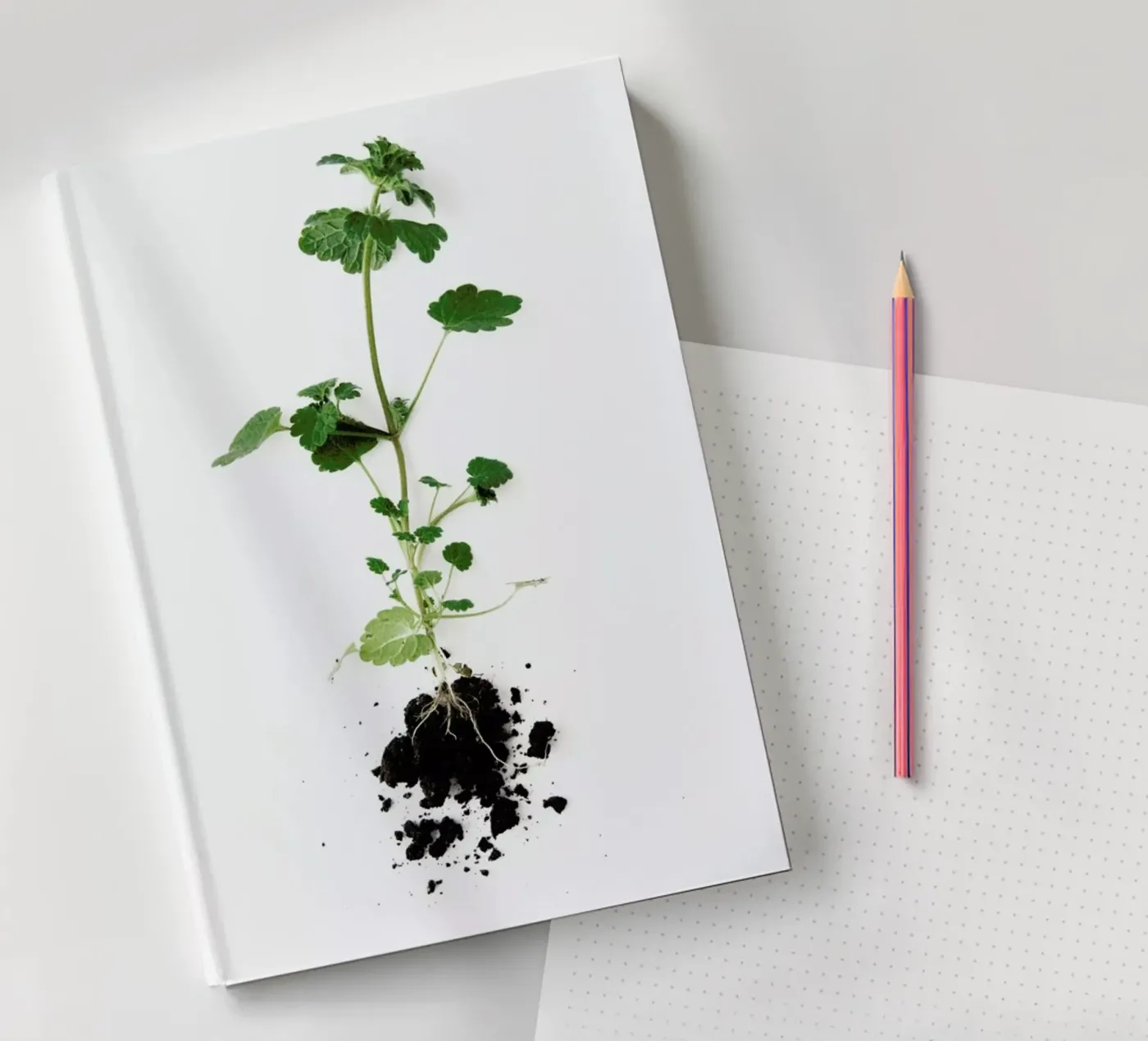 Root carnet de notes de Miles of Light