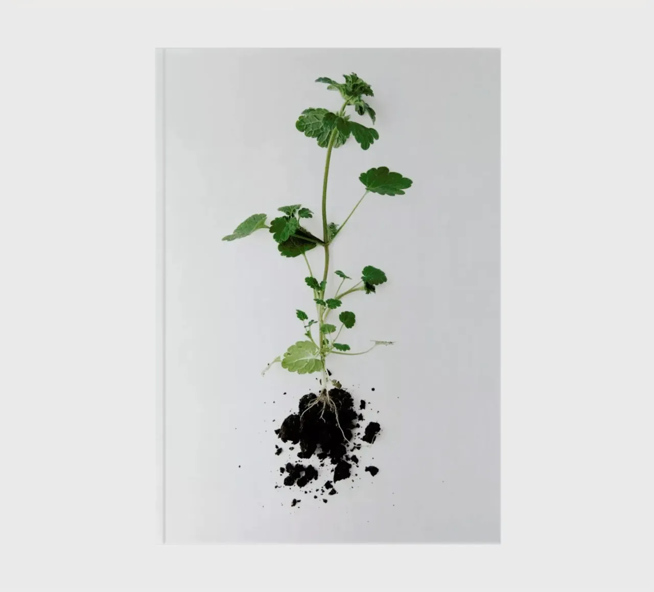 Root notebook by Miles of Light