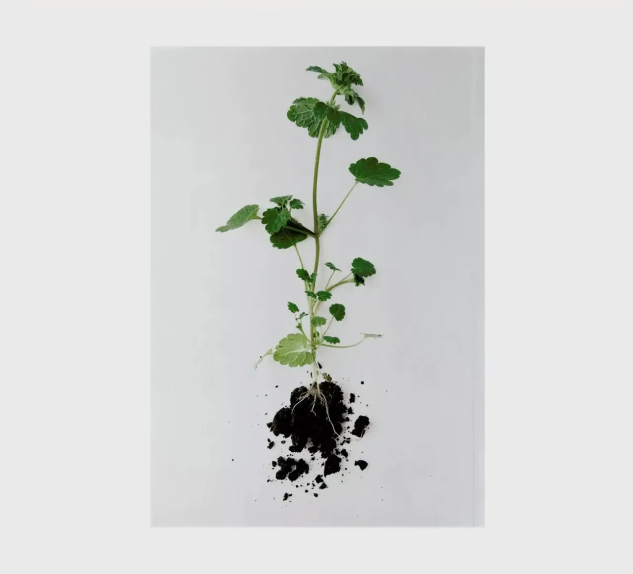 Root notebook by Miles of Light