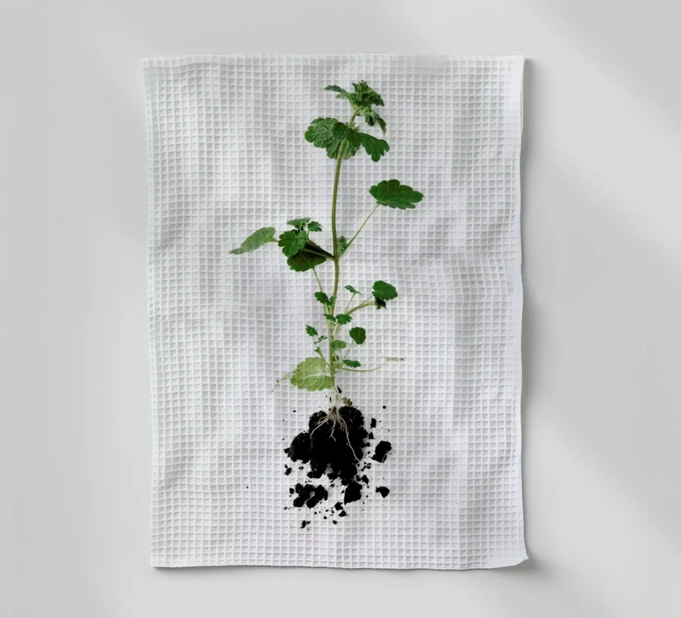 Root theedoek van Miles of Light