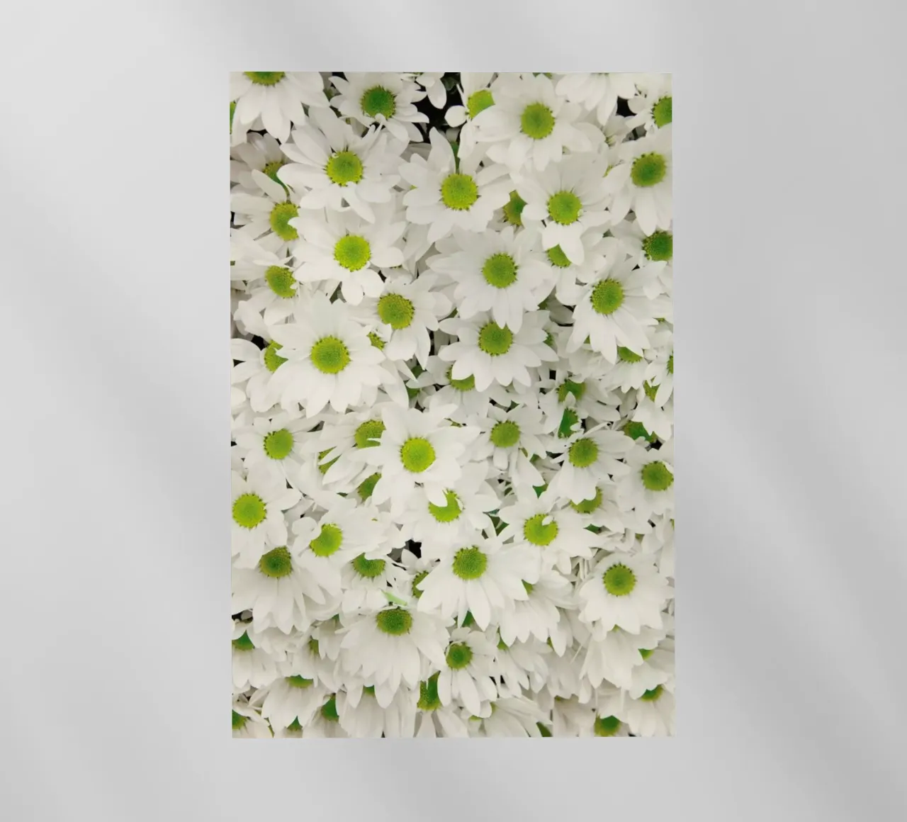 Daisy pellicola backlit da Catherine McDonald