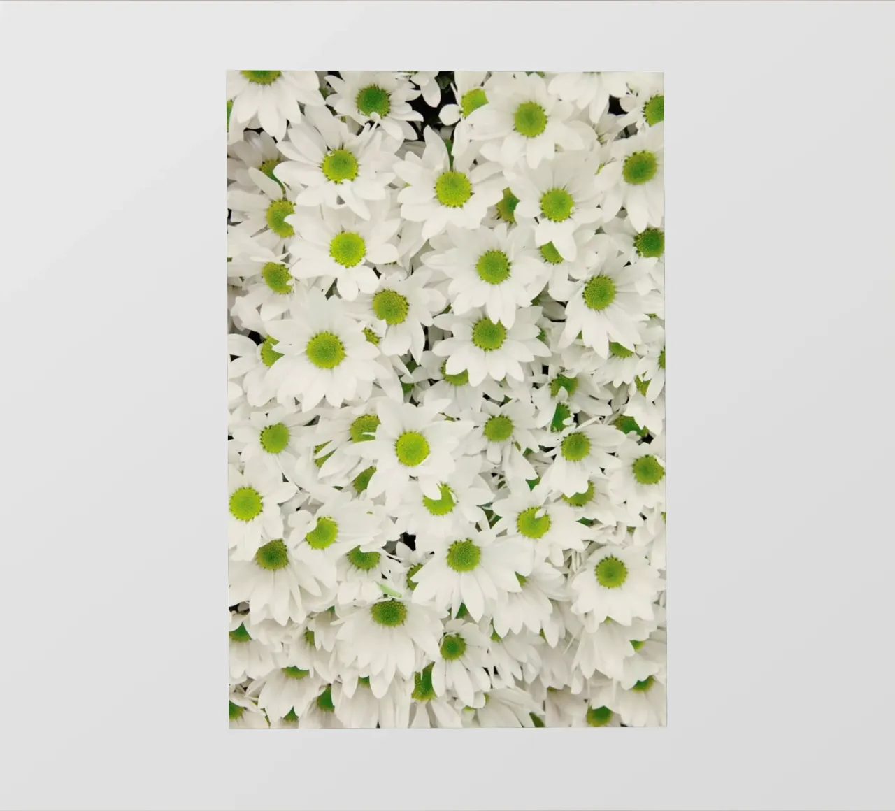 Daisy pellicola backlit da Catherine McDonald