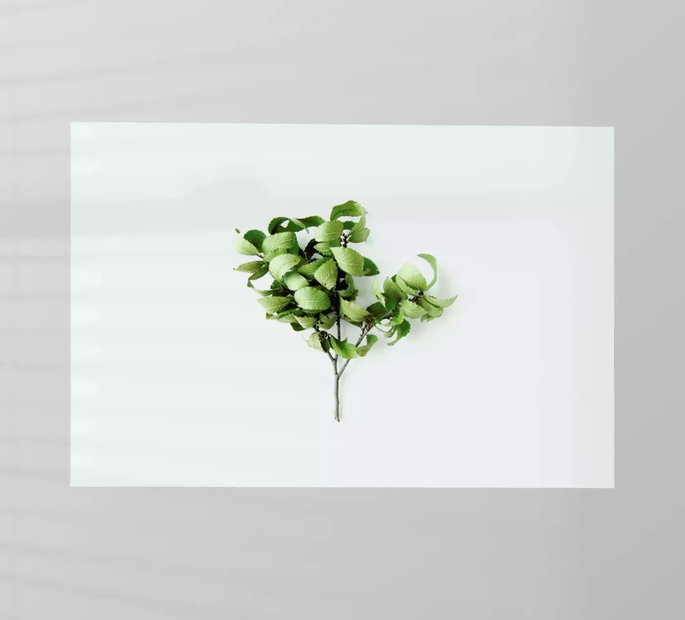 Tree pellicola backlit da Miles of Light