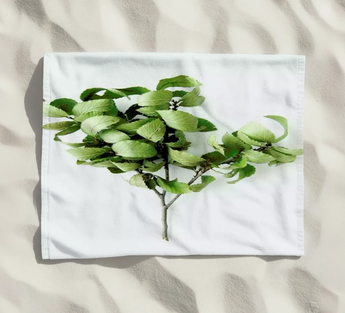 Tree telo mare da Miles of Light