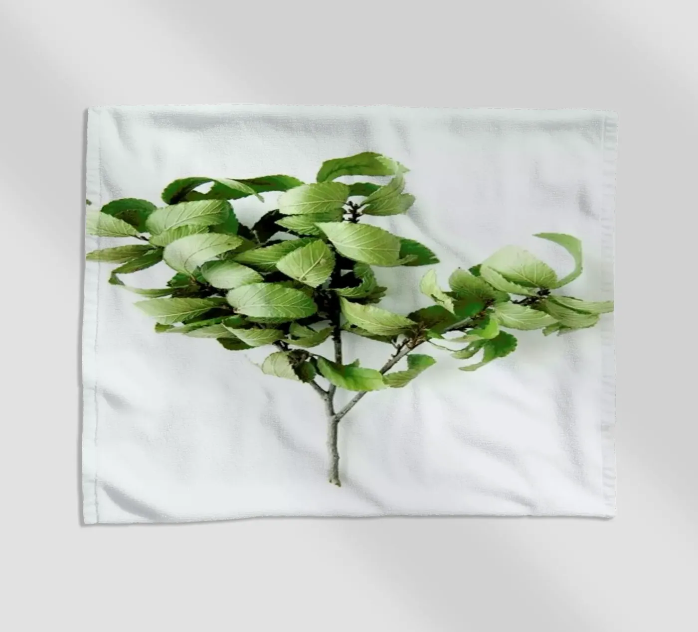 Tree telo mare da Miles of Light