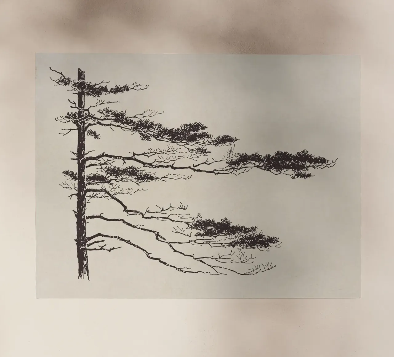 Pine Tree Branch no. 2 pellicola backlit da apoloprints