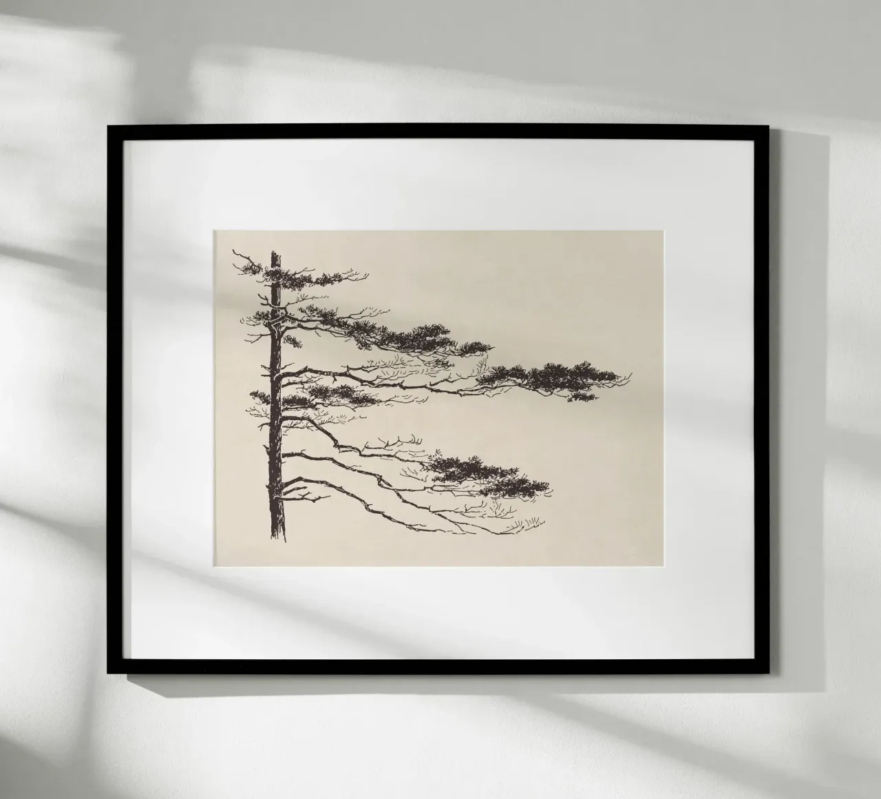 Pine Tree Branch no. 2 carta hahnemühle da apoloprints