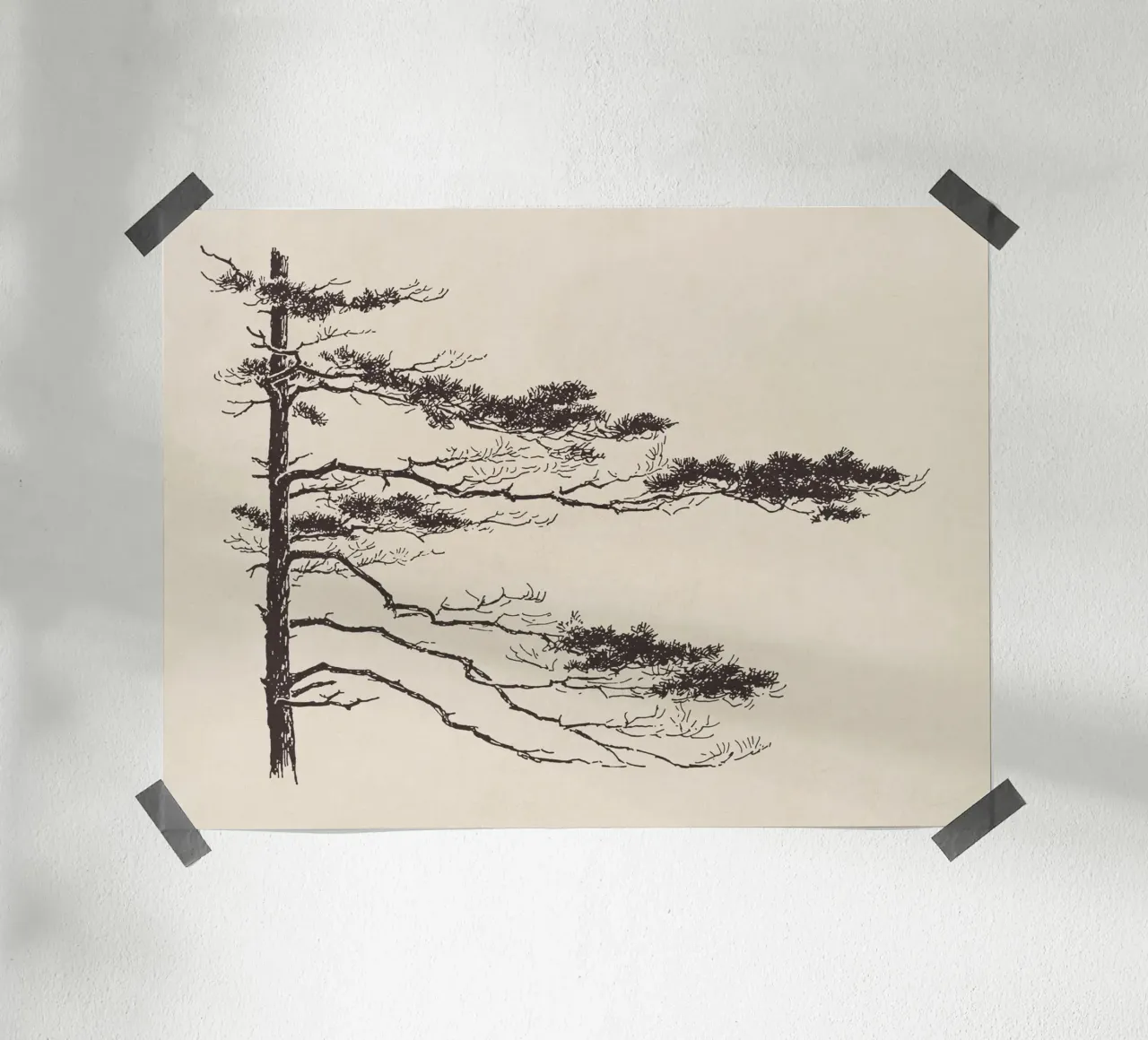 Pine Tree Branch no. 2 carta hahnemühle da apoloprints