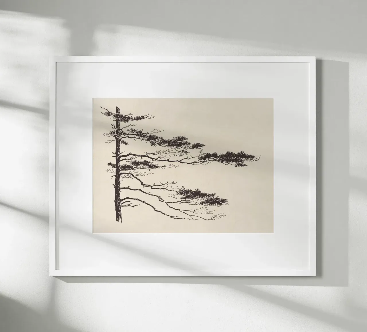 Pine Tree Branch no. 2 carta hahnemühle da apoloprints