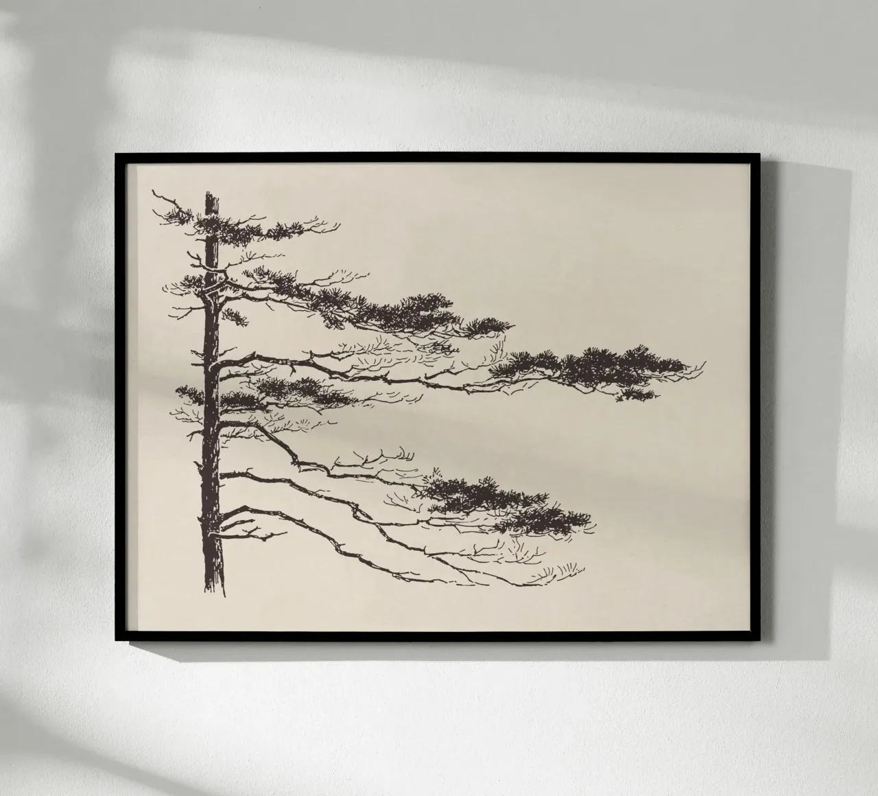 Pine Tree Branch no. 2 carta hahnemühle da apoloprints