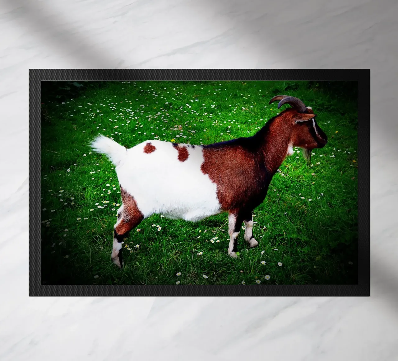 FAA135 zerbino da Thierry vobmann photography