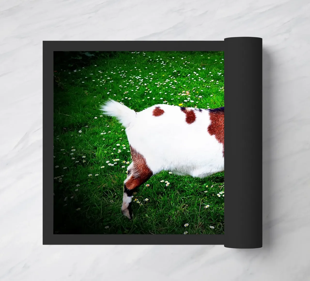 FAA135 zerbino da Thierry vobmann photography