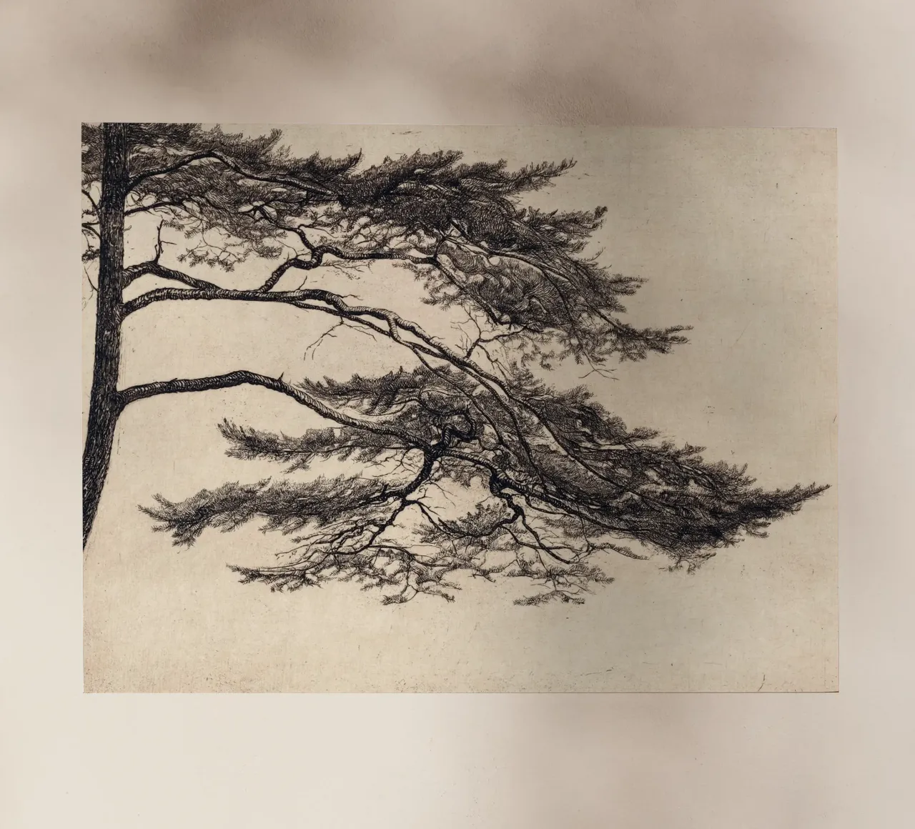 Pine Tree Branch no. 1 pellicola backlit da apoloprints