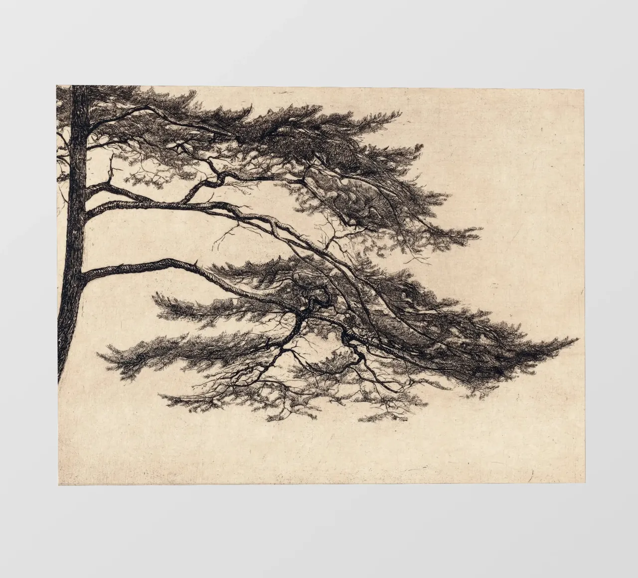 Pine Tree Branch no. 1 telo in pvc da apoloprints