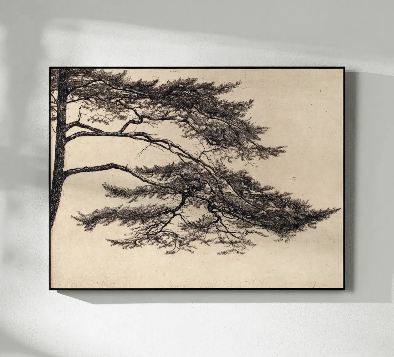Pine Tree Branch no. 1 plexiglass da apoloprints