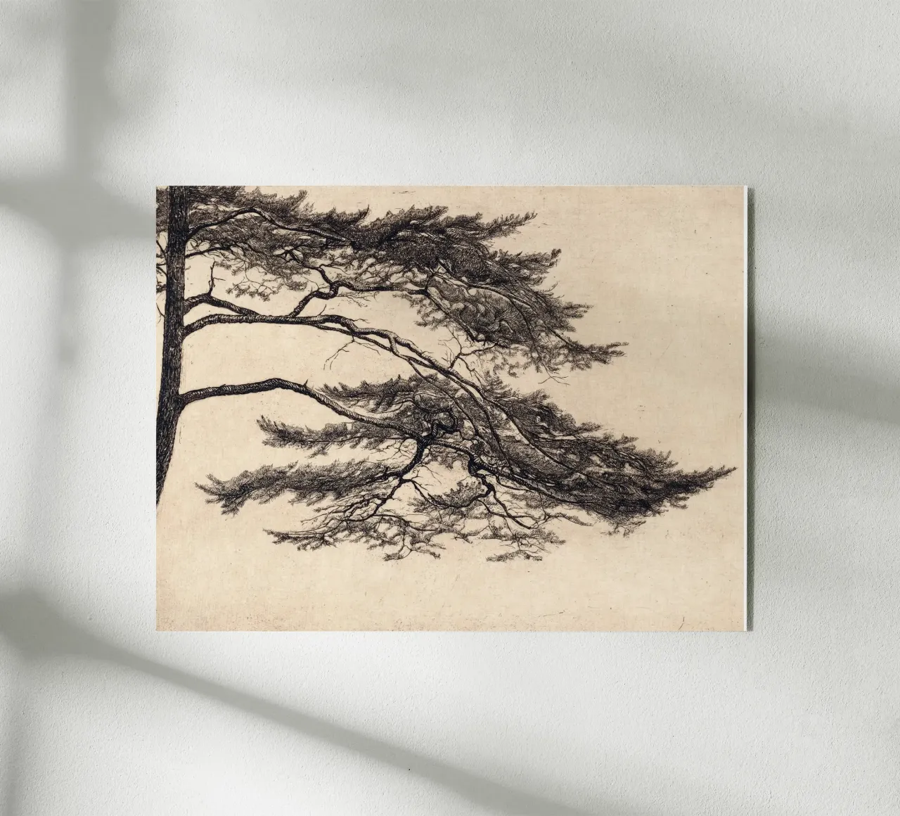 Pine Tree Branch no. 1 plexiglass da apoloprints