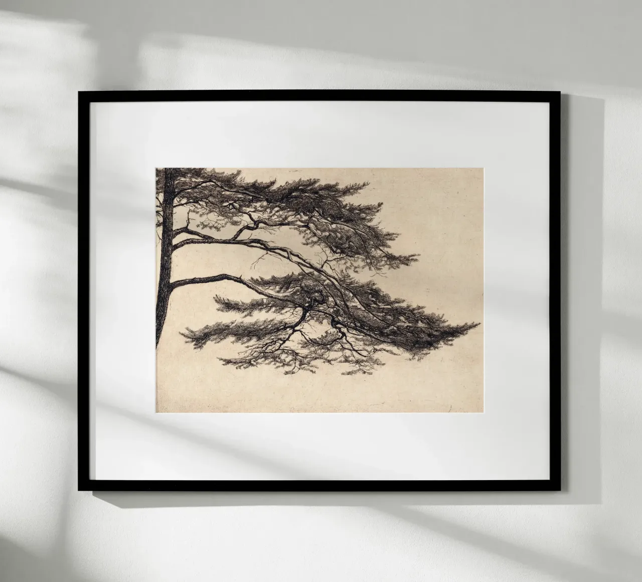 Pine Tree Branch no. 1 carta hahnemühle da apoloprints