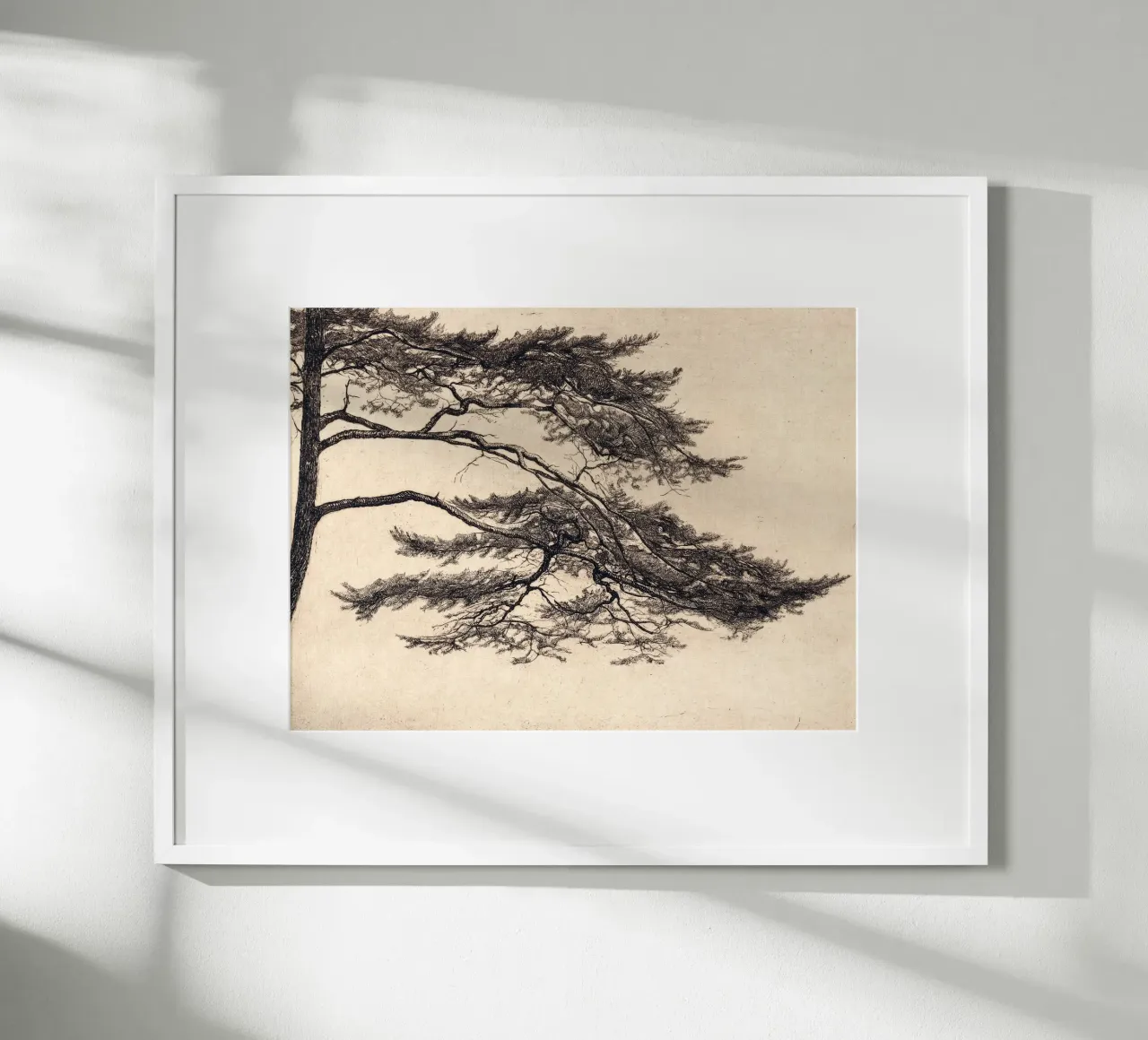 Pine Tree Branch no. 1 carta hahnemühle da apoloprints