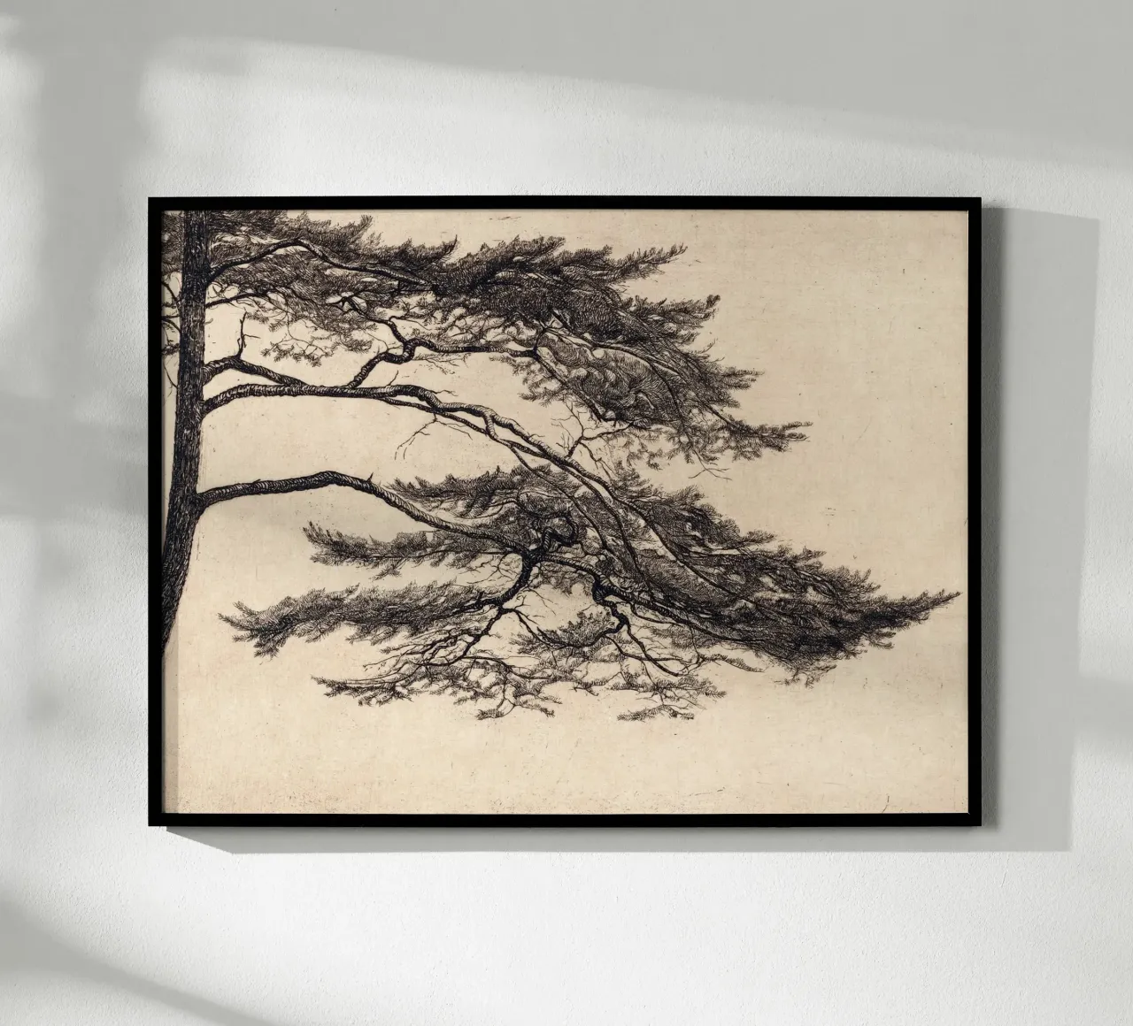 Pine Tree Branch no. 1 carta hahnemühle da apoloprints