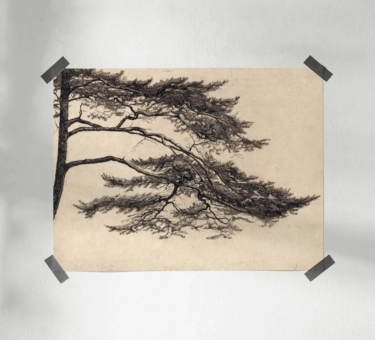 Pine Tree Branch no. 1 carta hahnemühle da apoloprints