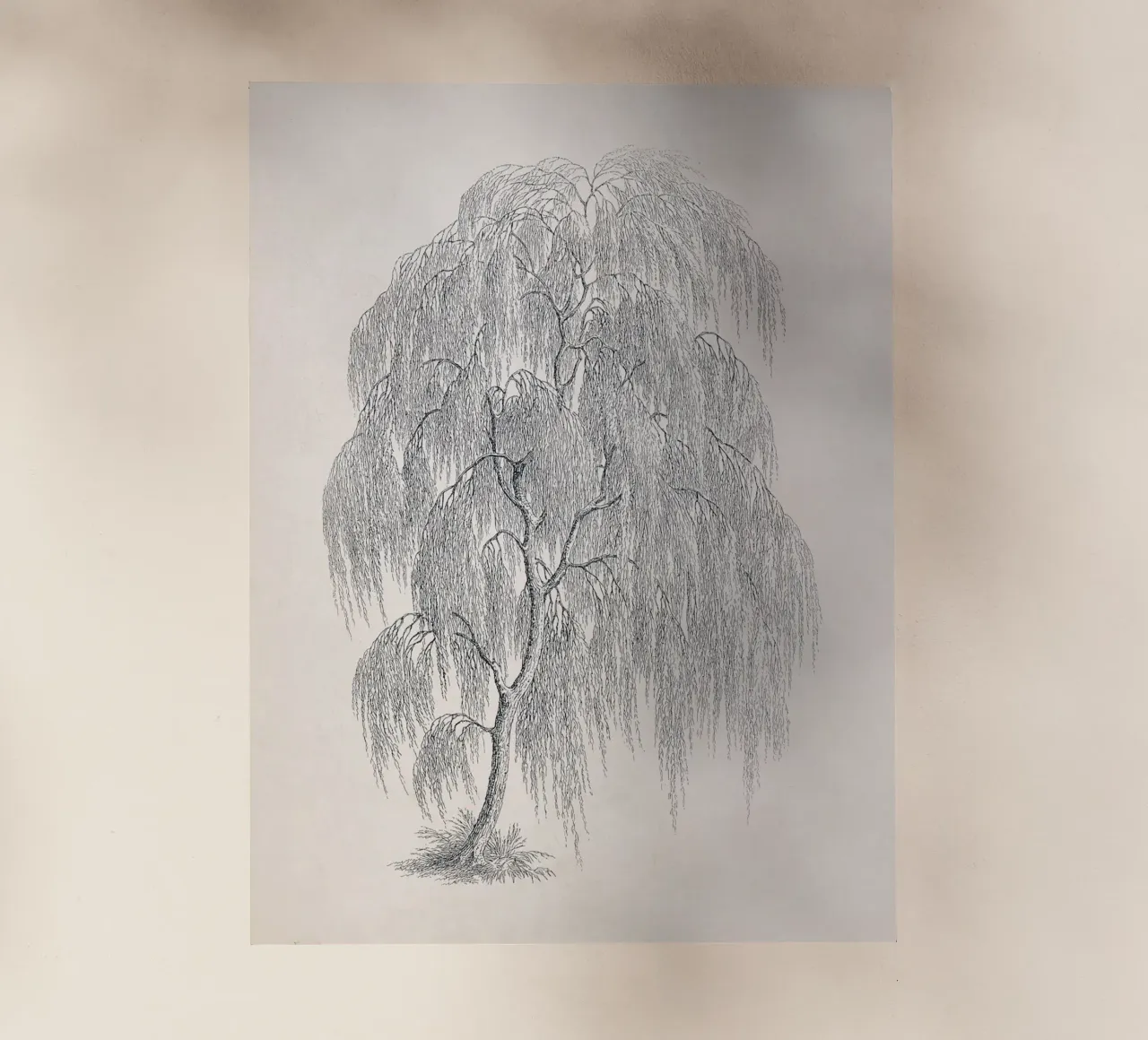 Willow Tree Sketch no. 1 pellicola backlit da apoloprints