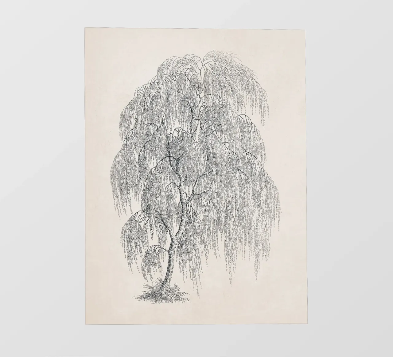 Willow Tree Sketch no. 1 pellicola backlit da apoloprints