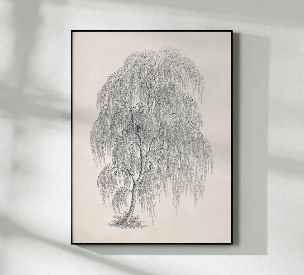 Willow Tree Sketch no. 1 plexiglass da apoloprints