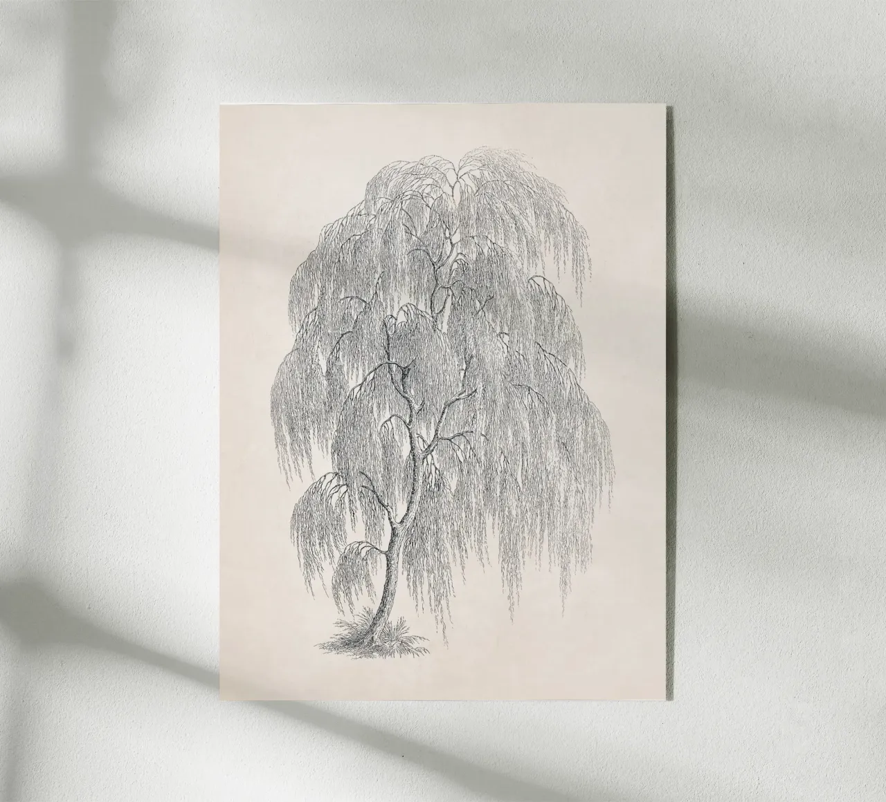 Willow Tree Sketch no. 1 plexiglass da apoloprints