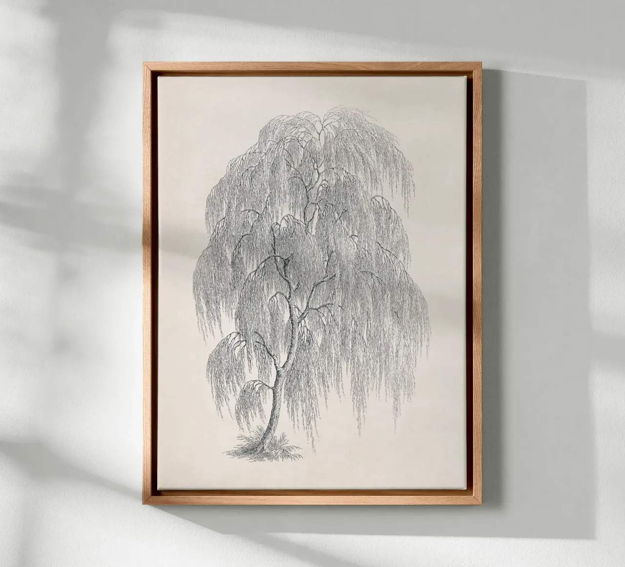 Willow Tree Sketch no. 1 tela da apoloprints