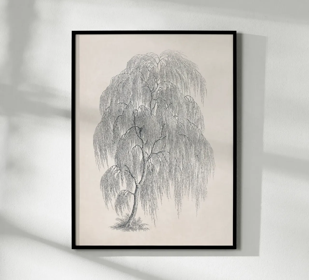 Willow Tree Sketch no. 1 carta hahnemühle da apoloprints