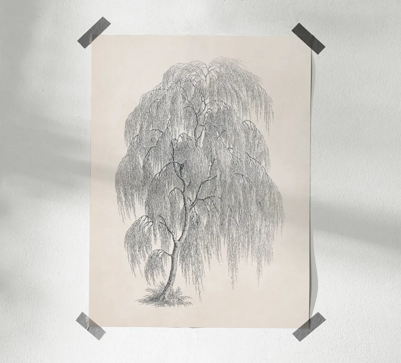 Willow Tree Sketch no. 1 carta hahnemühle da apoloprints