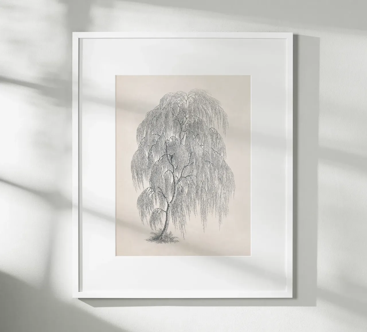 Willow Tree Sketch no. 1 carta hahnemühle da apoloprints