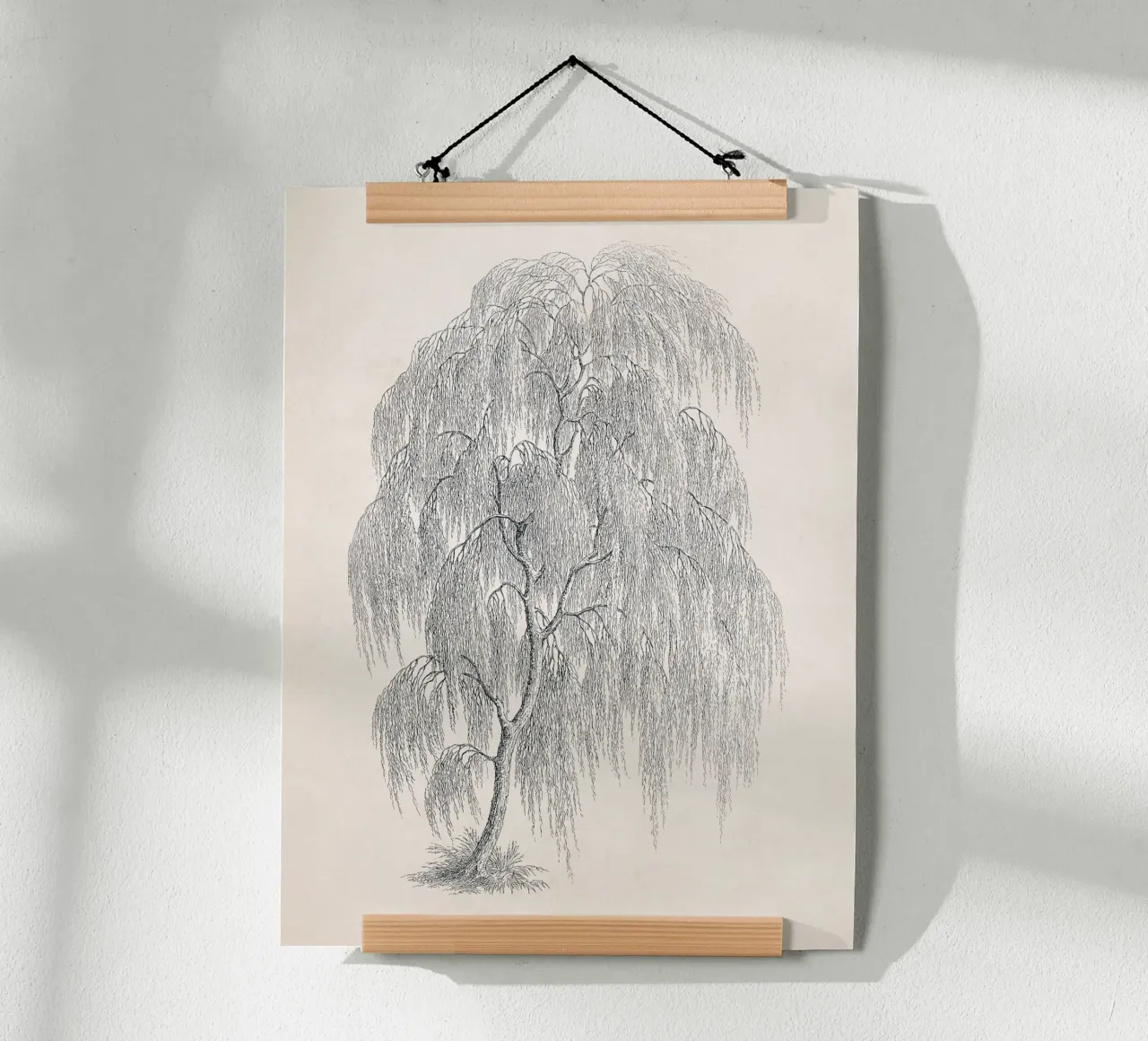 Willow Tree Sketch no. 1 carta hahnemühle da apoloprints